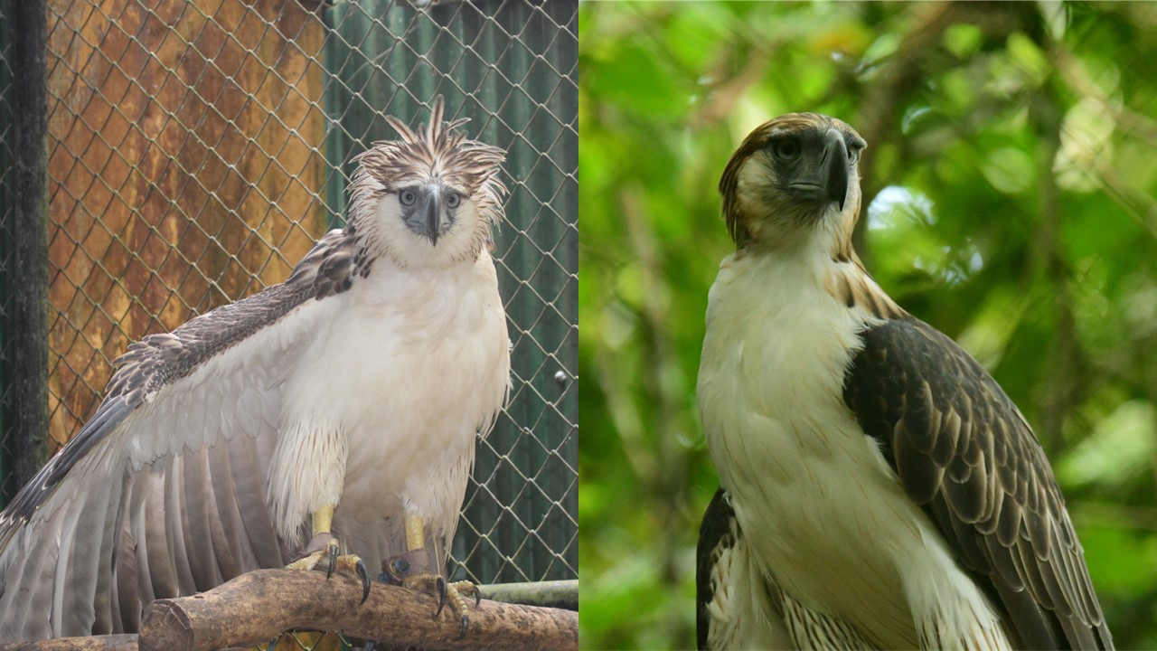 From L-R: Hiraya and Makisig. (Photo courtesy of The Philippine Eagle Foundation)
