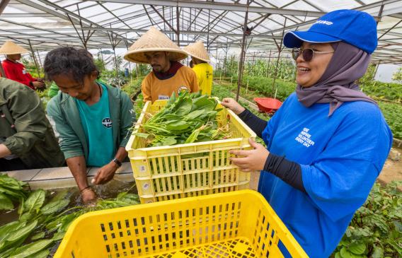 Workers in a greenhouse harvesting leafy greens, with baskets of fresh produce in a vibrant agricultural setting.