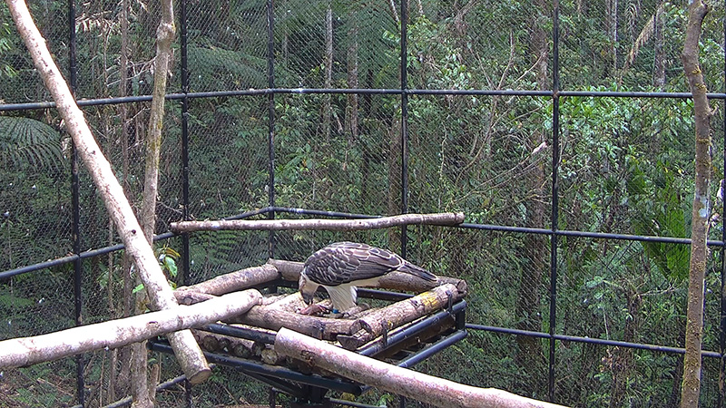 Philippine Eagle Foundation